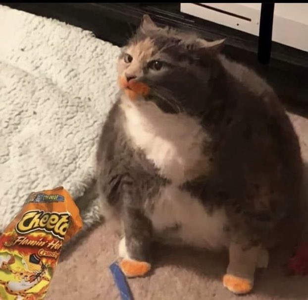 cheeto cat.jpg